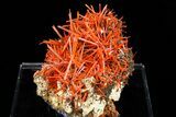 Attractive, Bright Orange Crocoite Crystal Cluster - Tasmania #182742-1